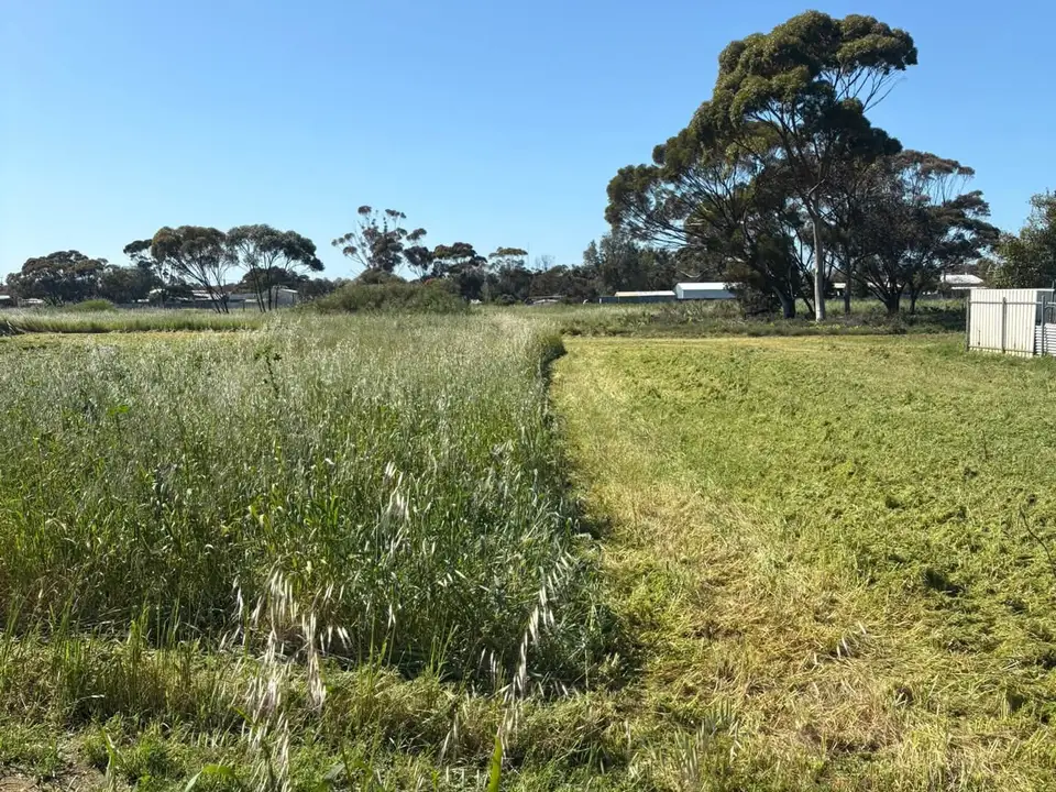 Vacant block half slashed: long grass on the left, short cut grass on the right